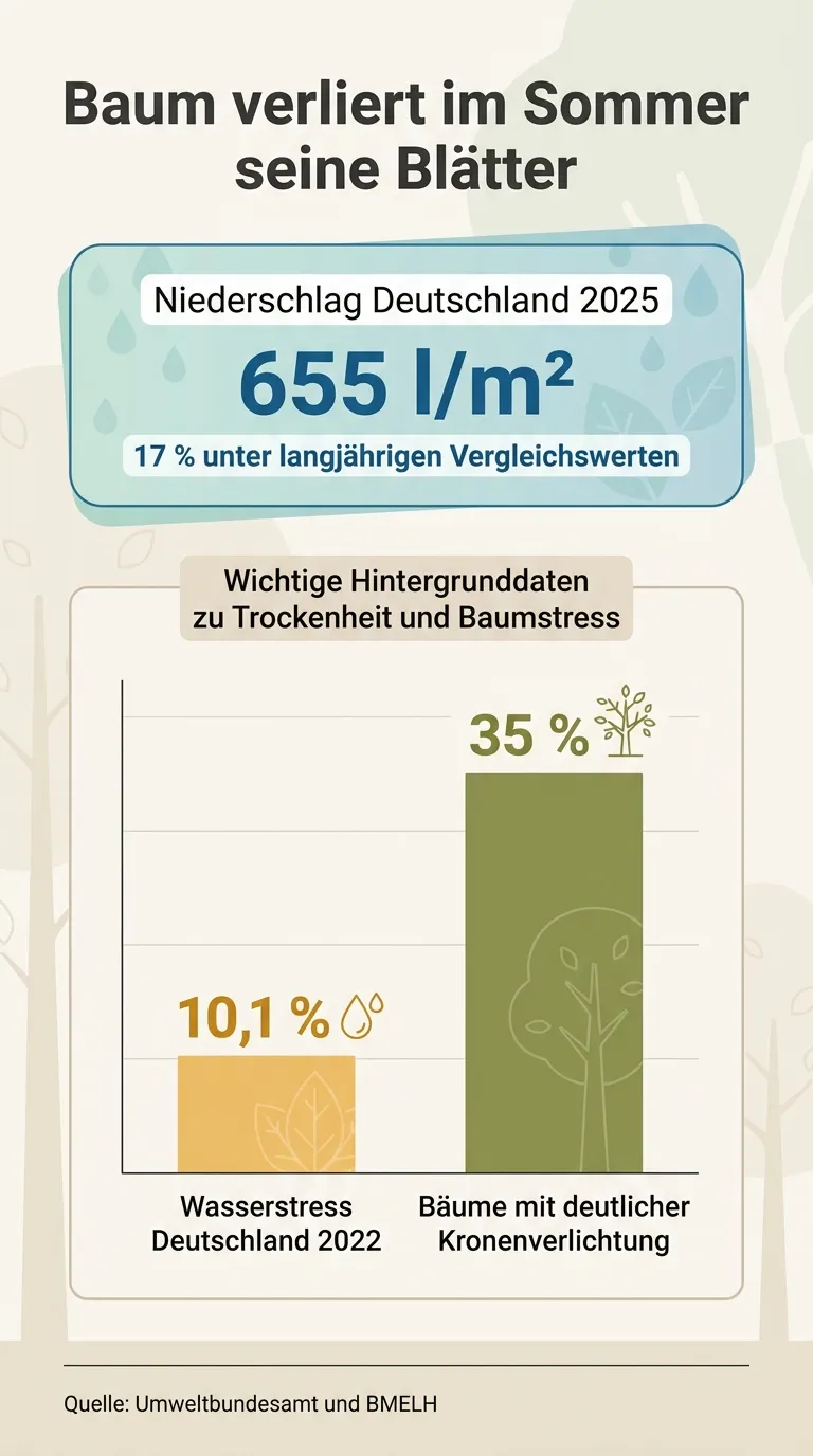 Infografik zu Sommerblattfall, Warnzeichen und Gießmengen am Baum