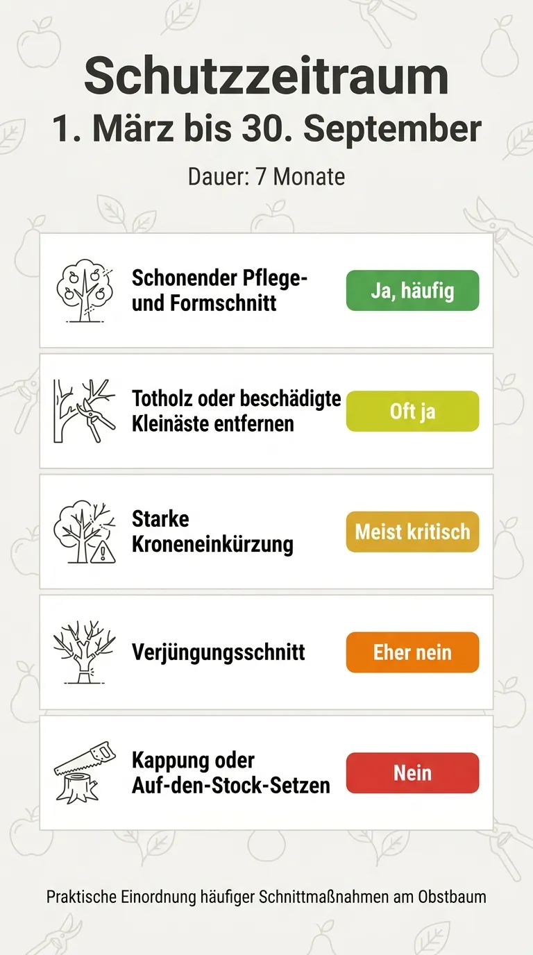 Infografik zum Vergleich von Pflegeschnitt und starkem Rückschnitt am Obstbaum